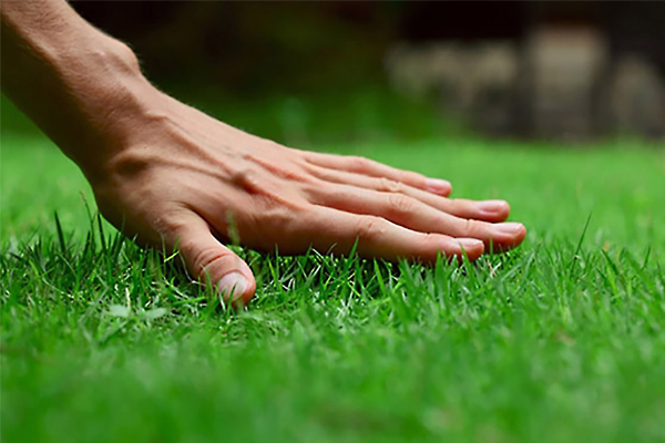 Lawn Care near Milton MA