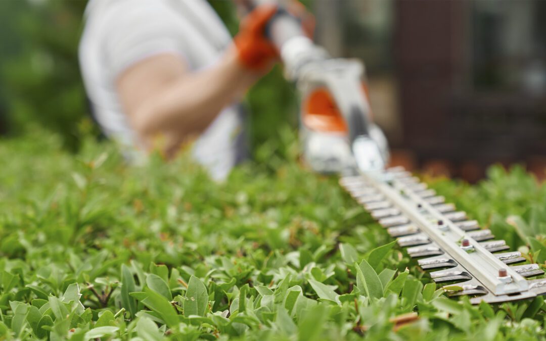 Spring Clean Up Services Milton MA: Why March Prep Defines Your Lawn’s Health