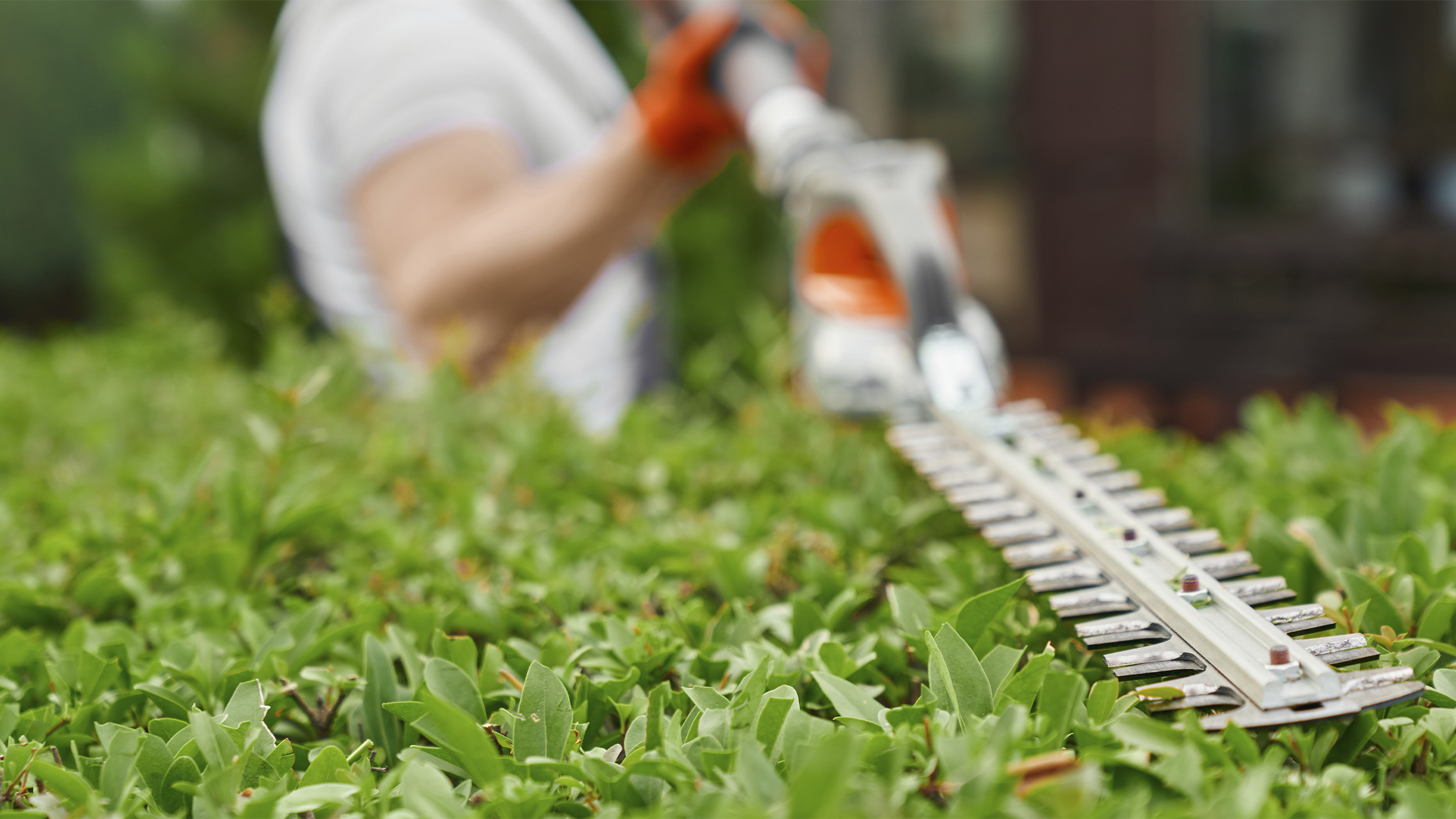 Spring Clean Up Services Milton MA_ Why March Prep Defines Your Lawn’s Health Spring Clean Up Services Milton MA: Why March Prep Defines Your Lawn’s Health